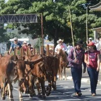 desfile cavalos 