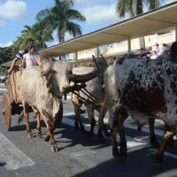 desfile cavalos 