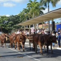 desfile cavalos 