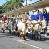 desfile cavalos 