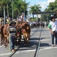 desfile cavalos 