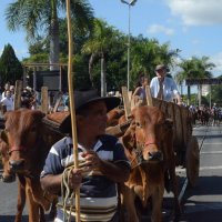 desfile cavalos 