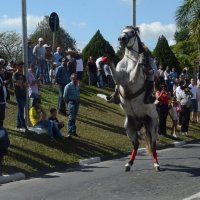 desfile cavalos 