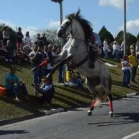 desfile cavalos 