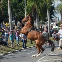 desfile cavalos 