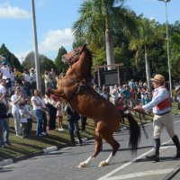 desfile cavalos 