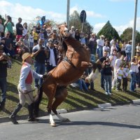 desfile cavalos 