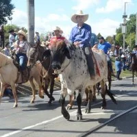 desfile cavalos 
