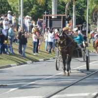 desfile cavalos 
