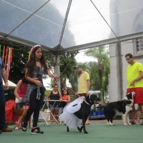 Pet Folia 