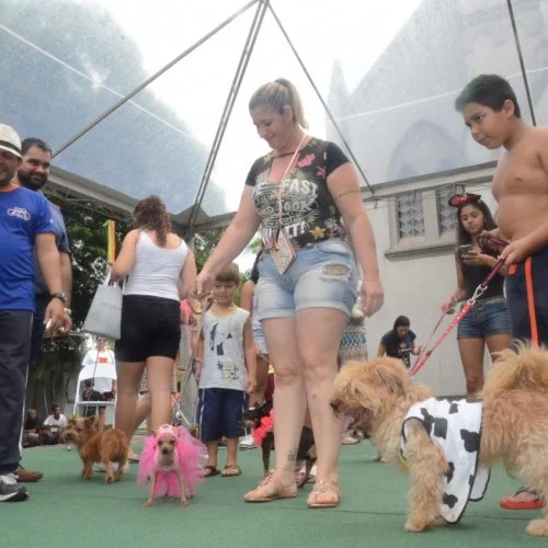 Pet Folia 