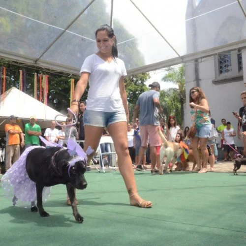 Pet Folia 