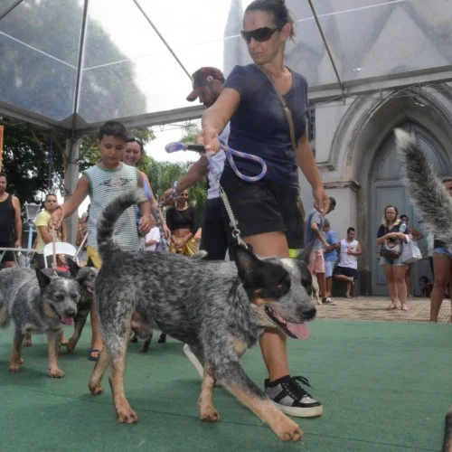 Pet Folia 