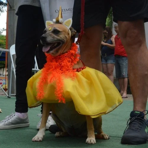 Pet Folia 