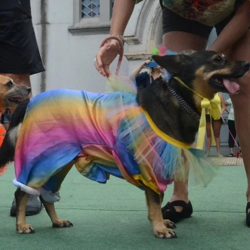 Pet Folia 